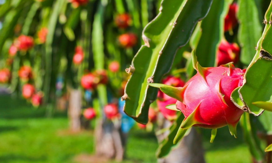 Phòng bệnh thanh long mùa mưa với Fungisil Nano Đồng 2025